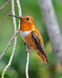 The Rufous Hummingbird is a  very small (about 3 inch) small red-orange bird with white belly and long, narrow beak, perched on cluster of narrow branches
